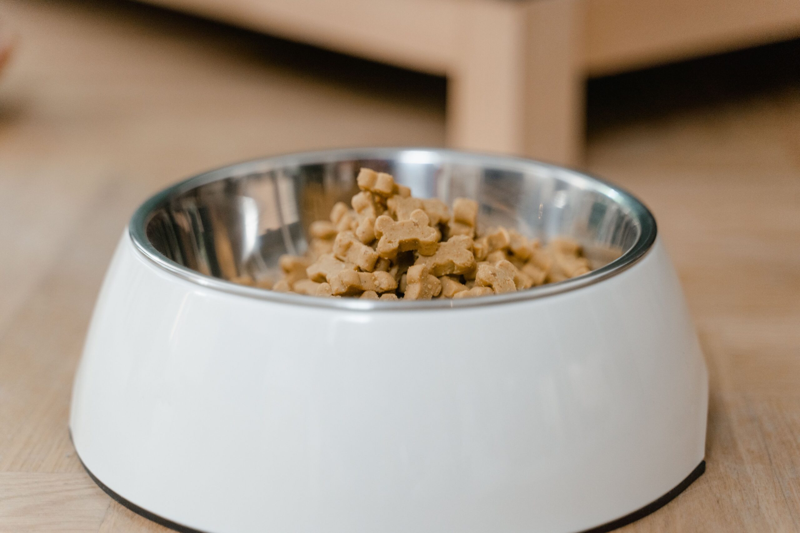 Filling a bowl with affordable dog food to feed a dog on a tight budget