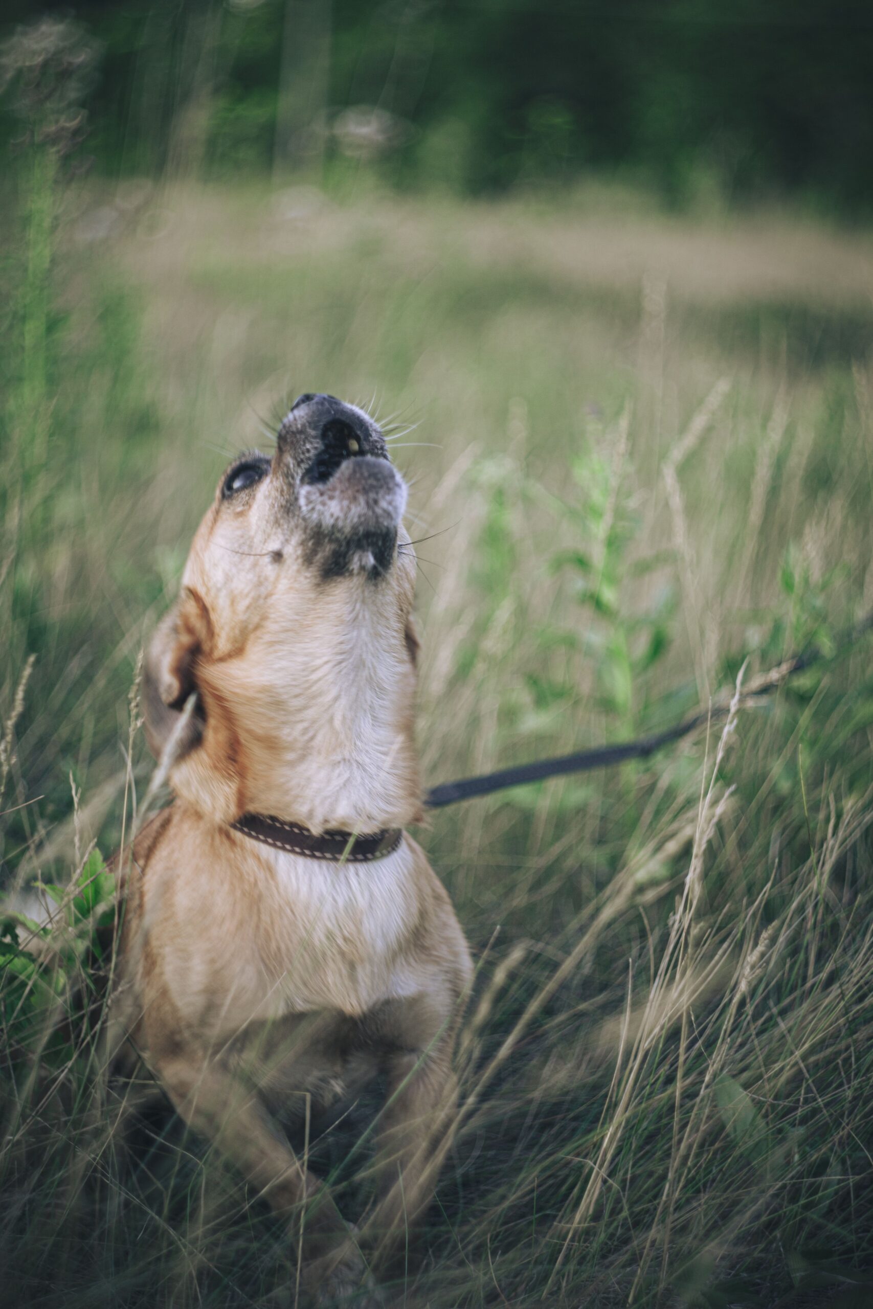 dog owner training a dog to stay quiet indoors