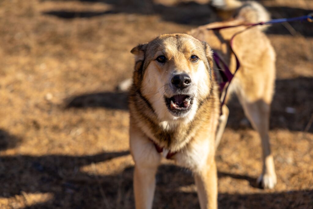 manage dog barking in a thin-walled apartment