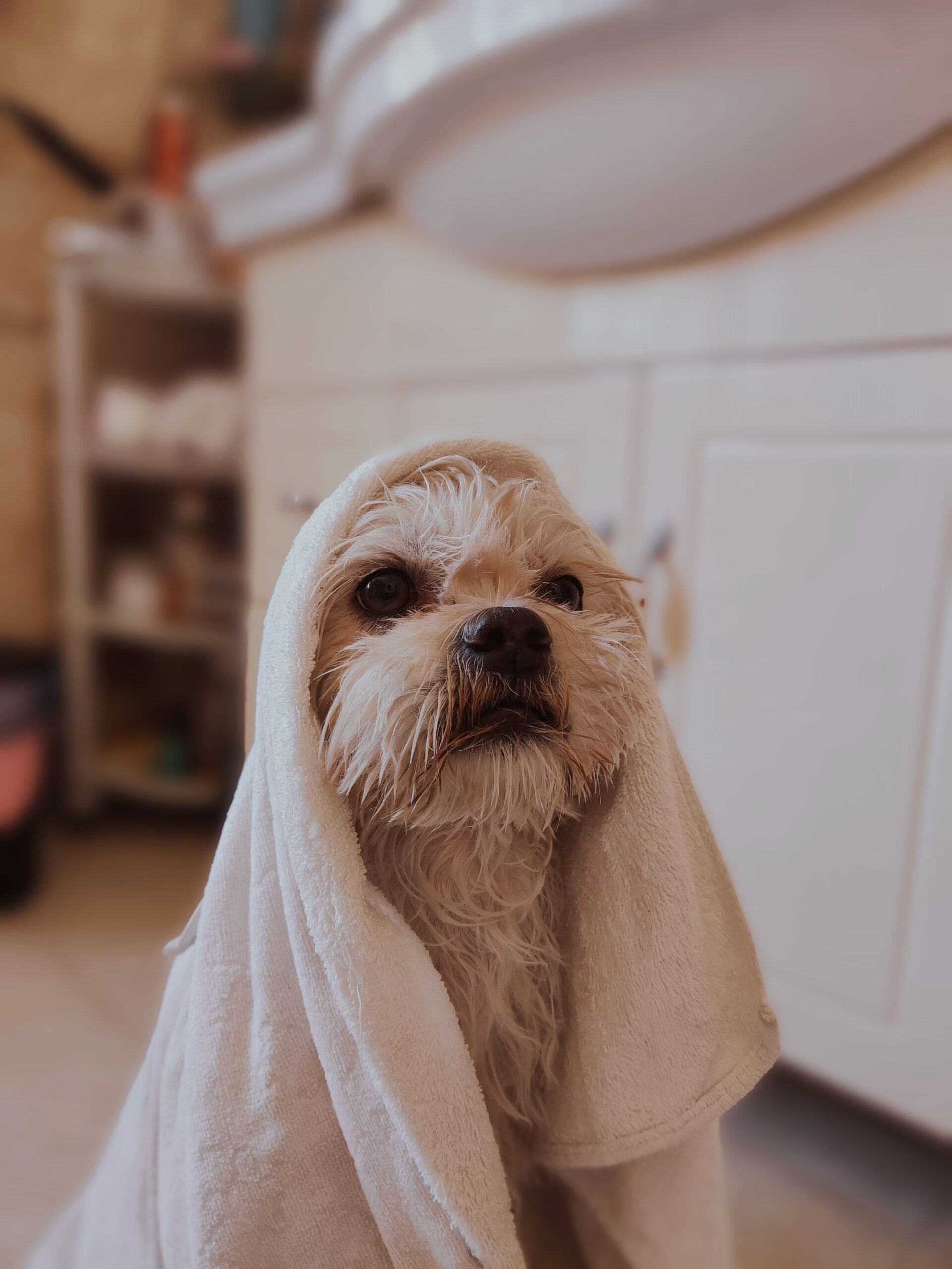Bathing a dog as part of DIY home grooming