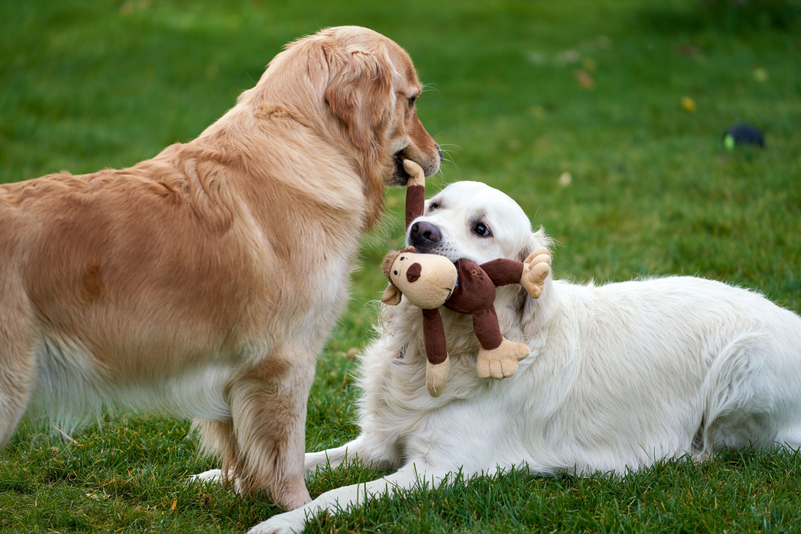 A plastic bottle turned into a DIY dog puzzle toy
