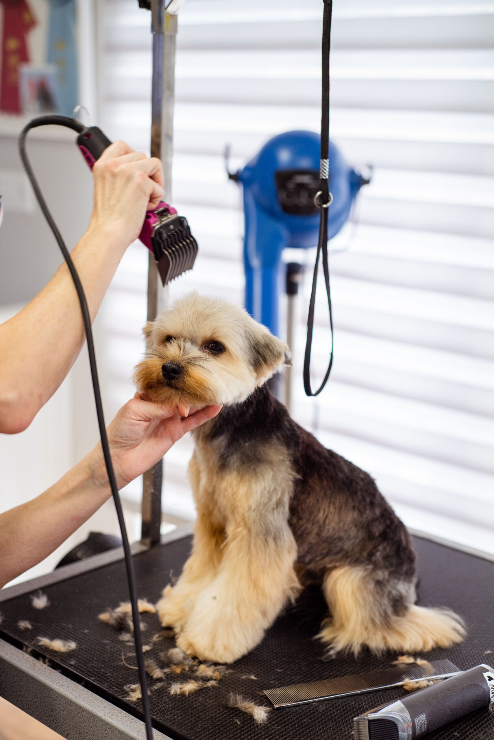 Brushing a dog at home with an affordable grooming tool