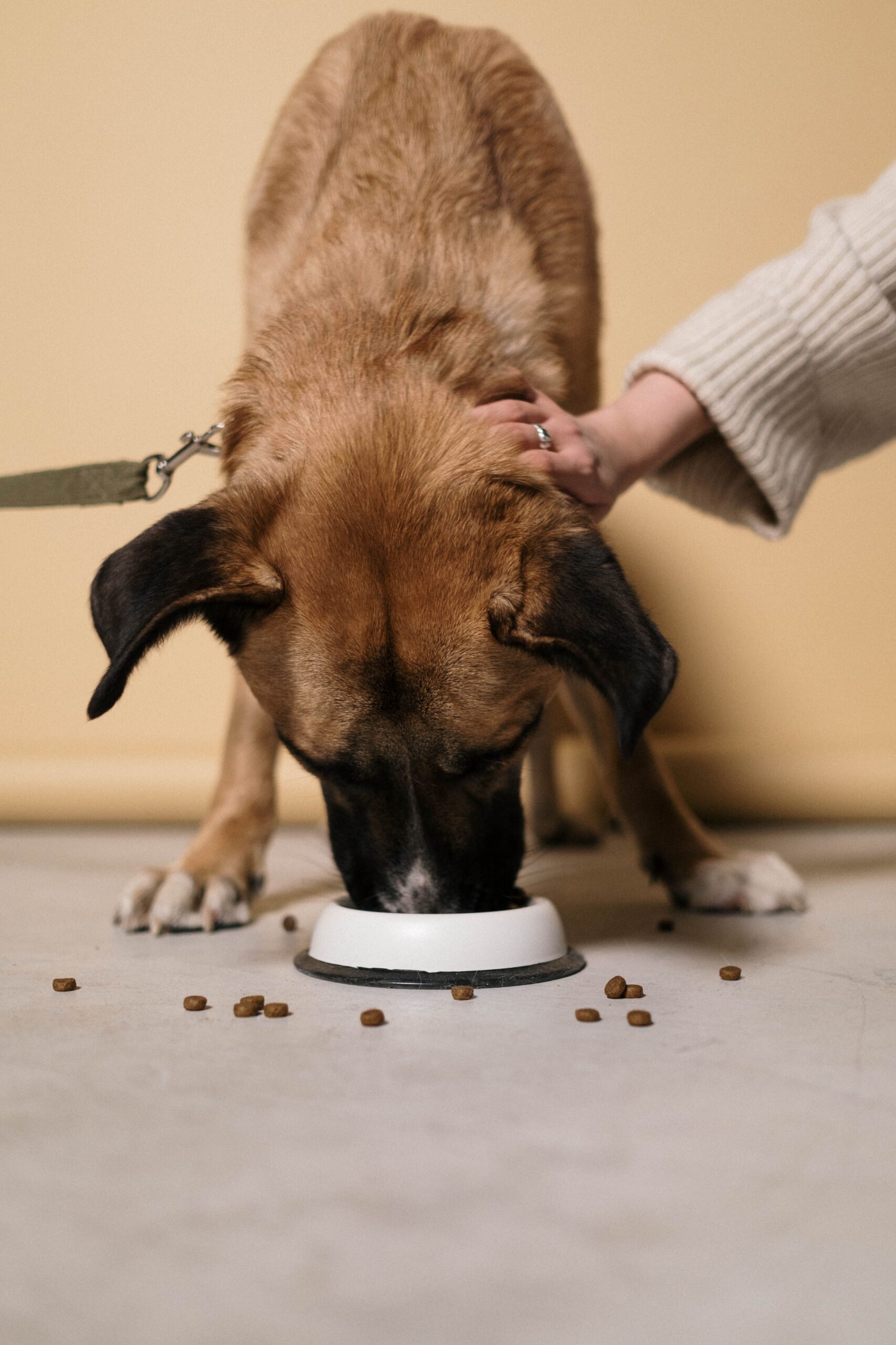 Planning pet costs on a budget at home