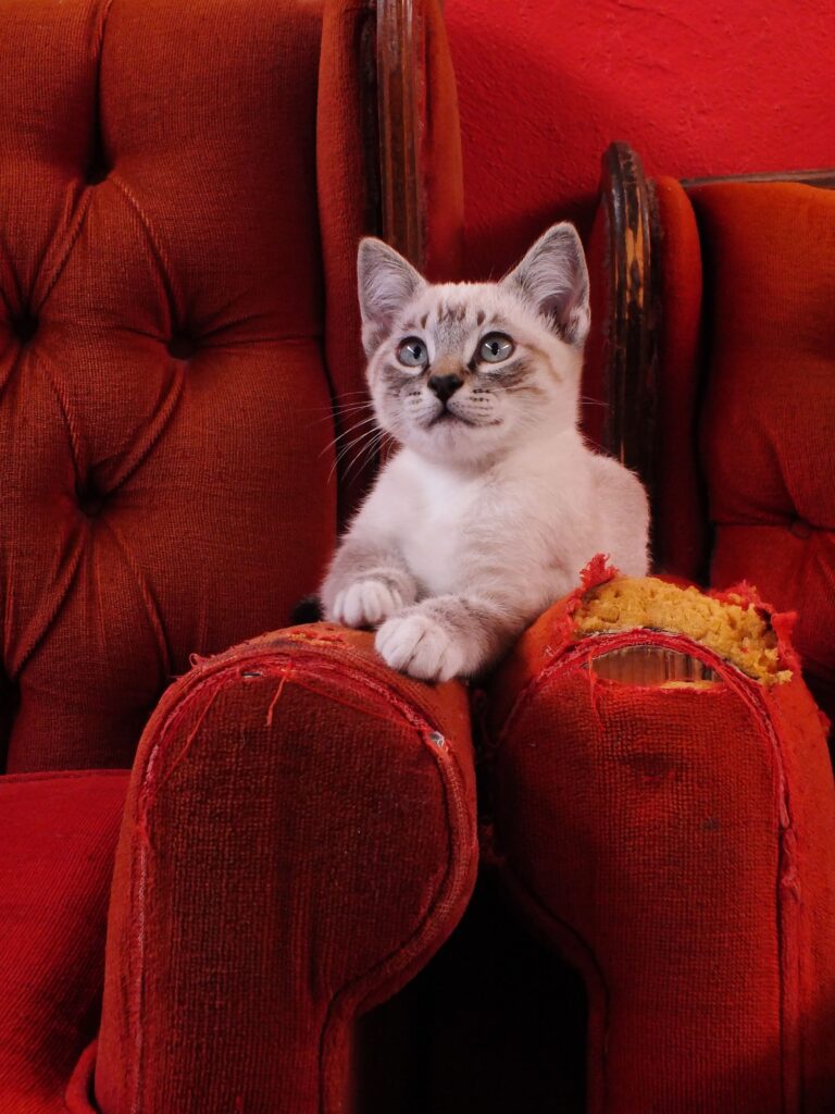 Budget pet furniture alternatives in a small apartment