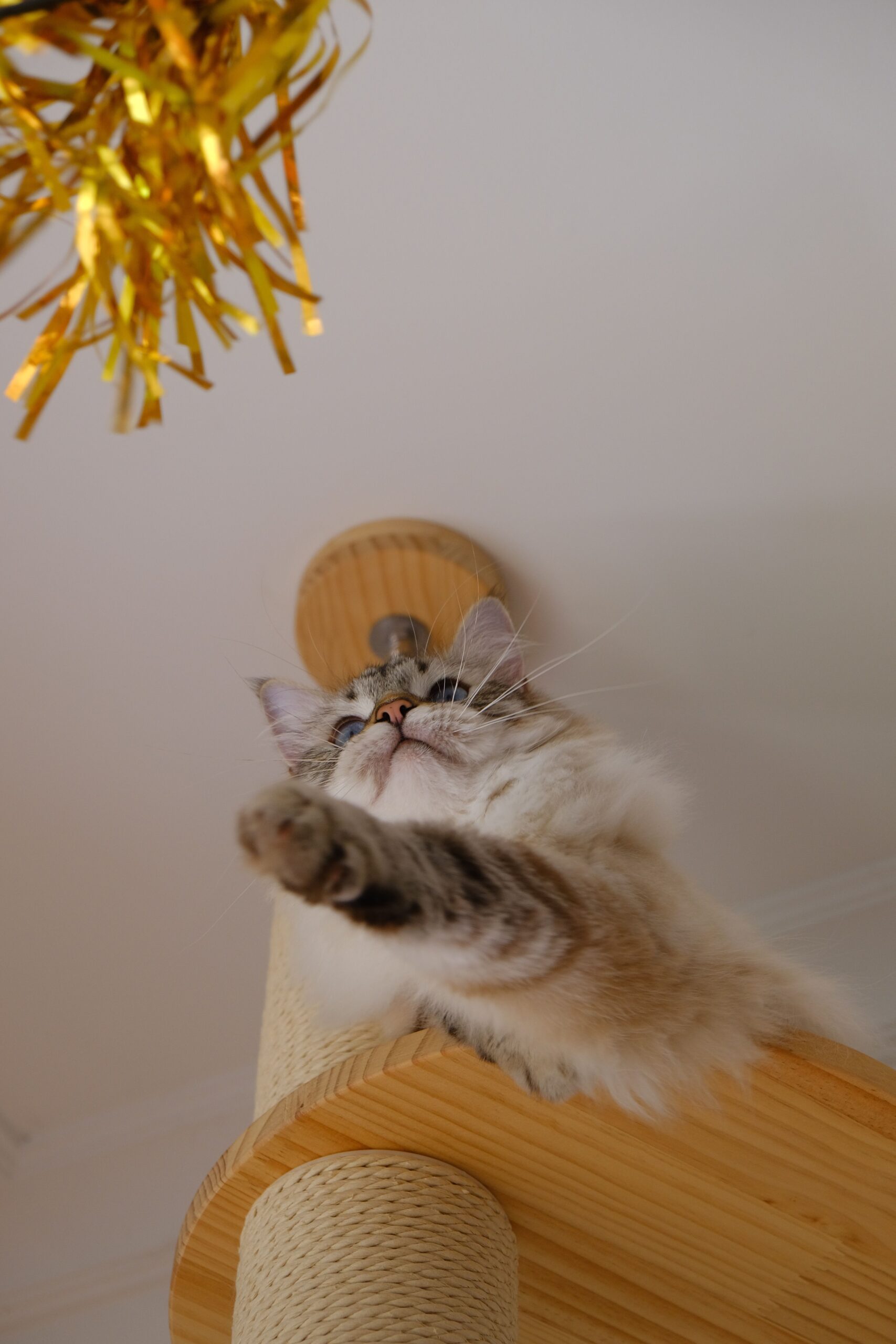 A simple cardboard scratcher made at home