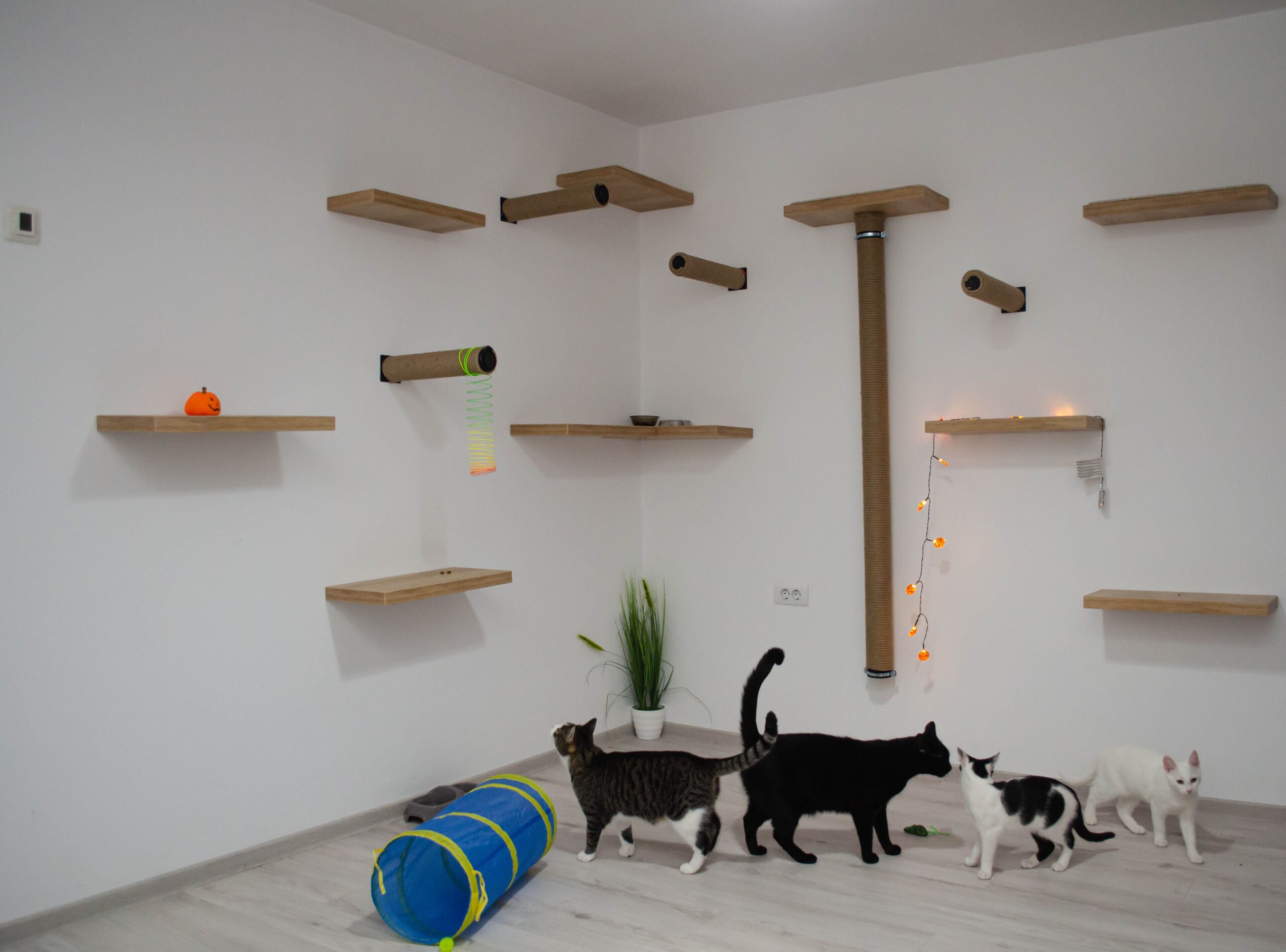 Cat climbing a route of DIY cat shelves up a wall