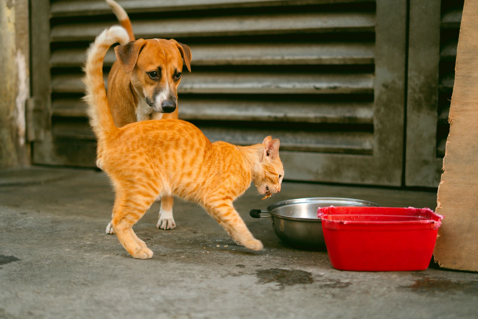 Food and water bowls set up in a kitchen corner