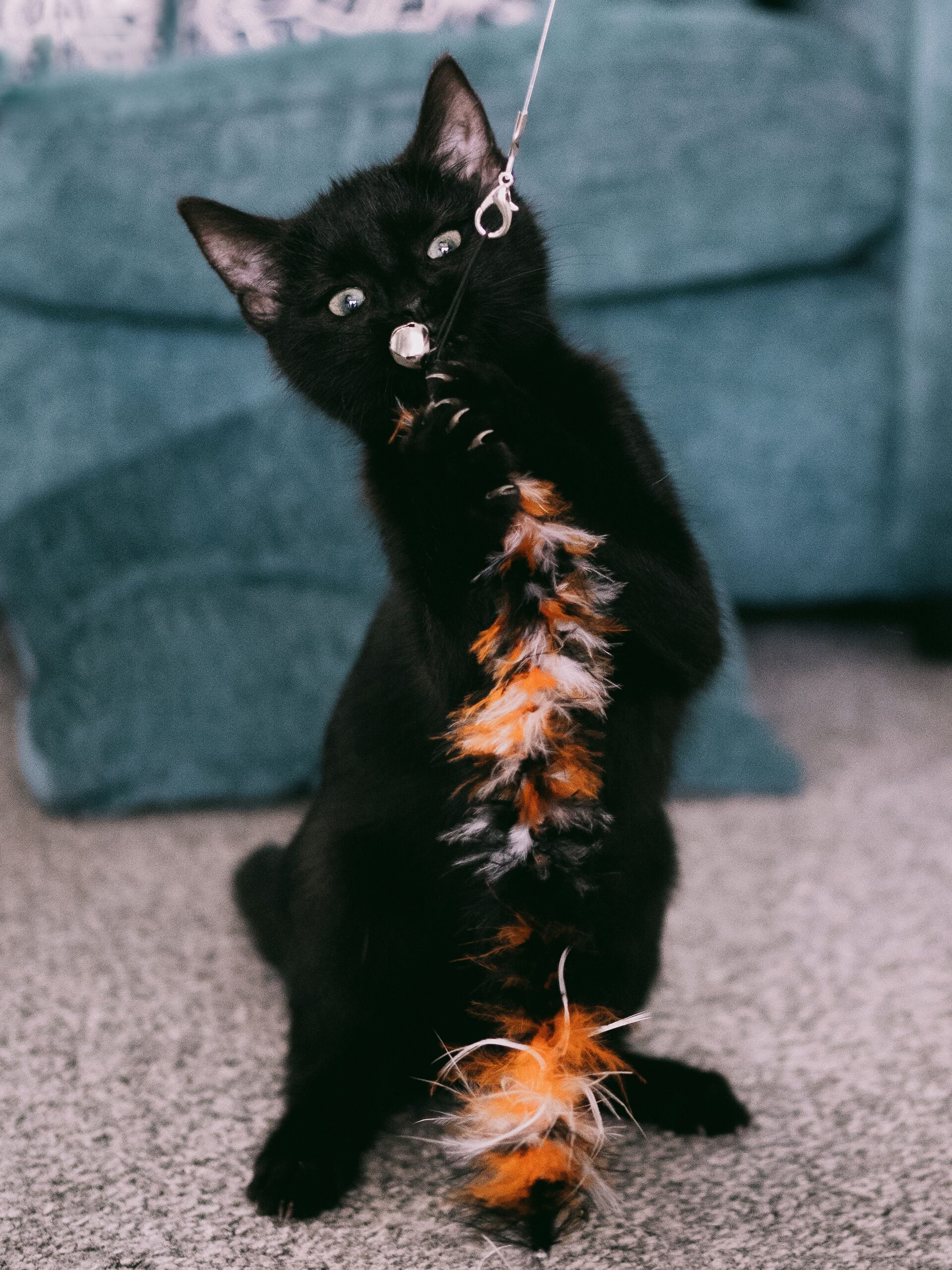 A cat chasing an inexpensive feather wand teaser