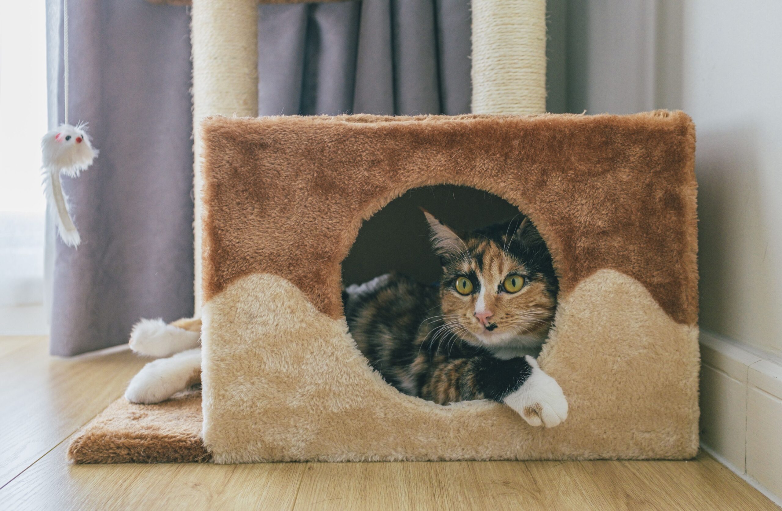 A cabinet hacked into pet furniture, one of many IKEA hacks for pet owners