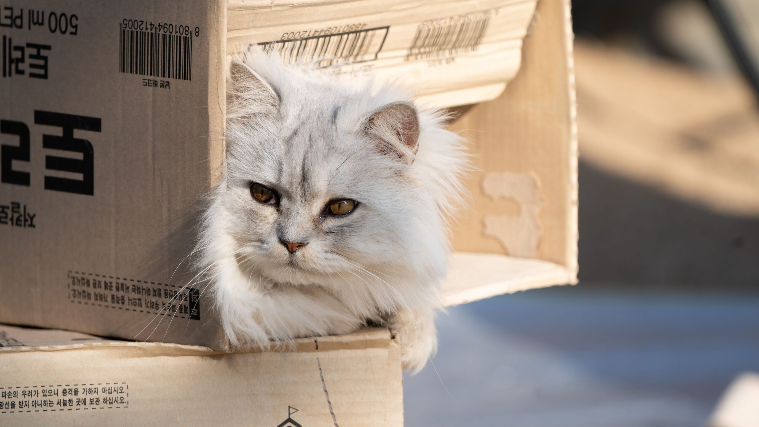 A cat in a cardboard box, one of the best cheap cat toys