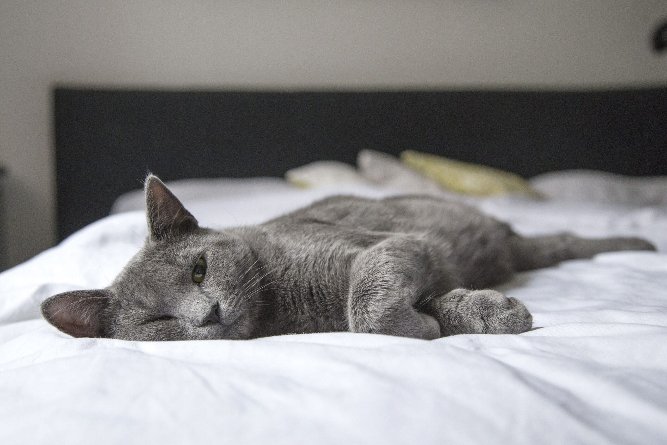 A cat napping in a cozy sleeping area