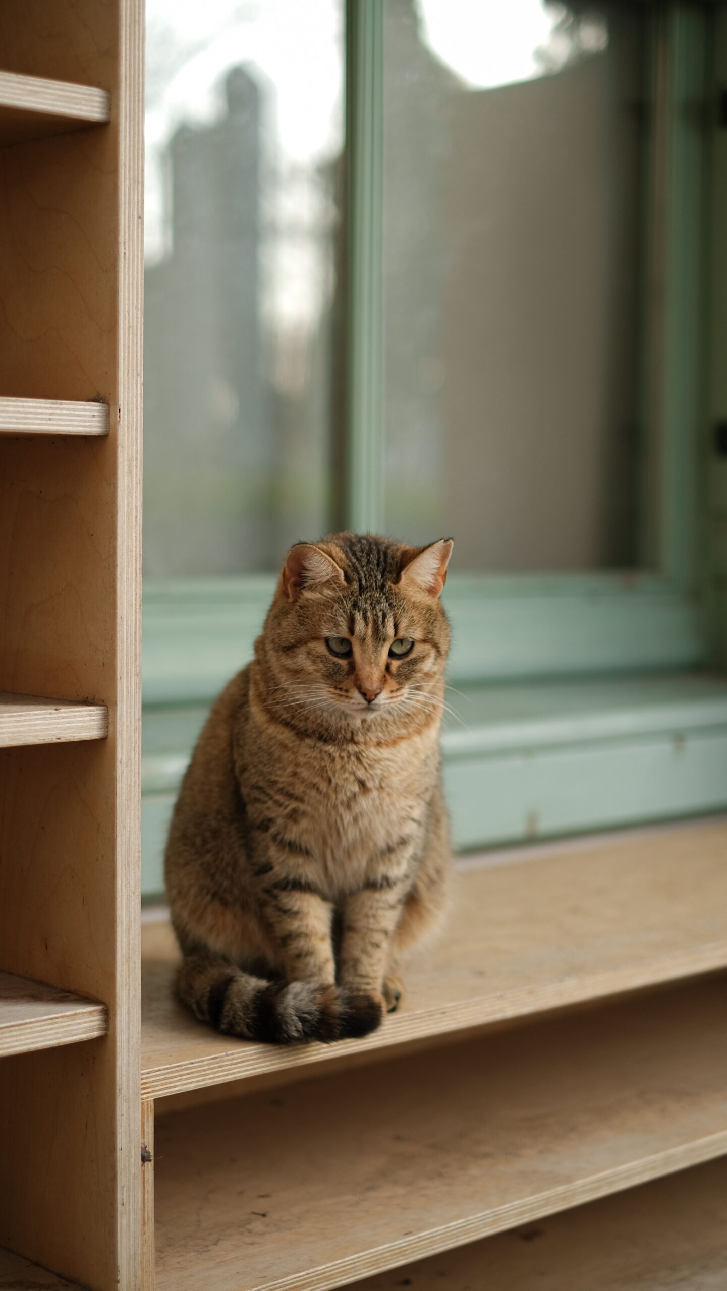A cat resting on a hacked wall-shelf perch by a window