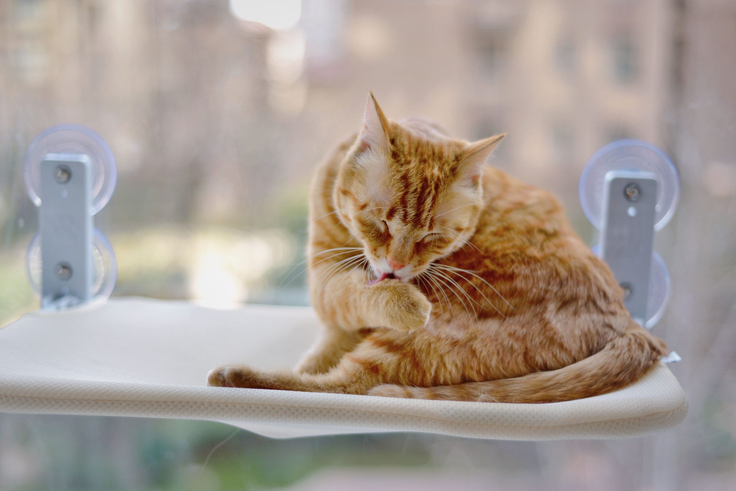 Cat relaxing on a sunny top perch at the end of a shelf route