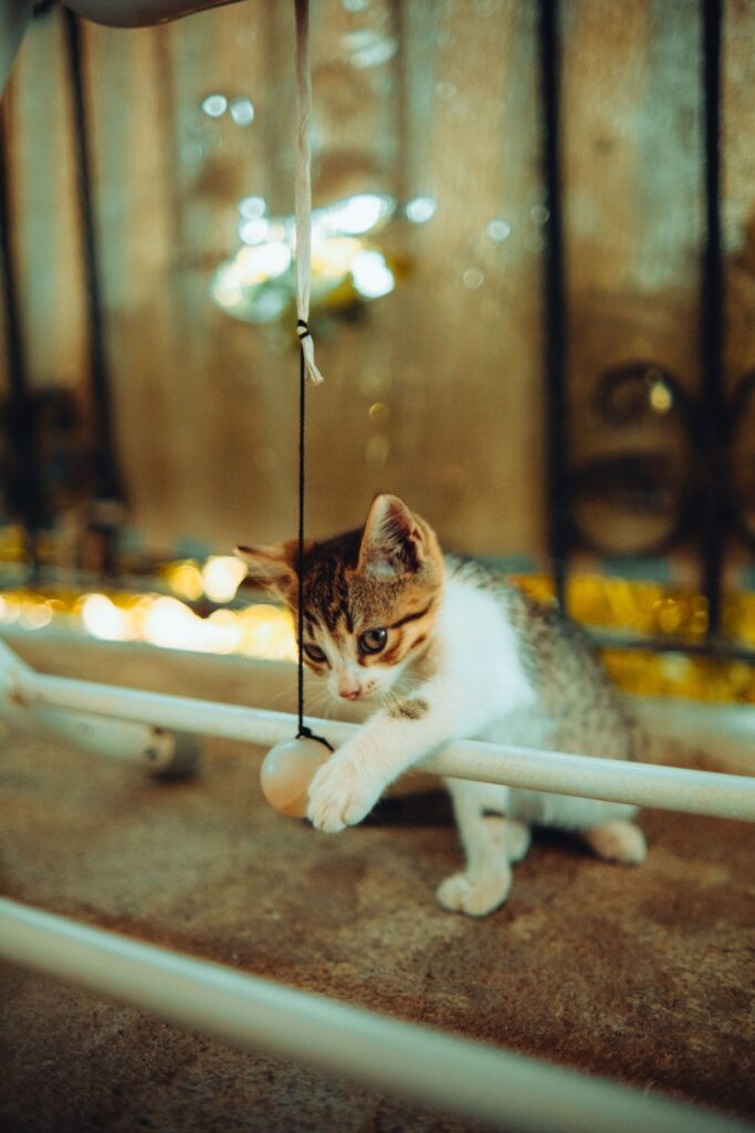 keep an indoor cat entertained with cheap play