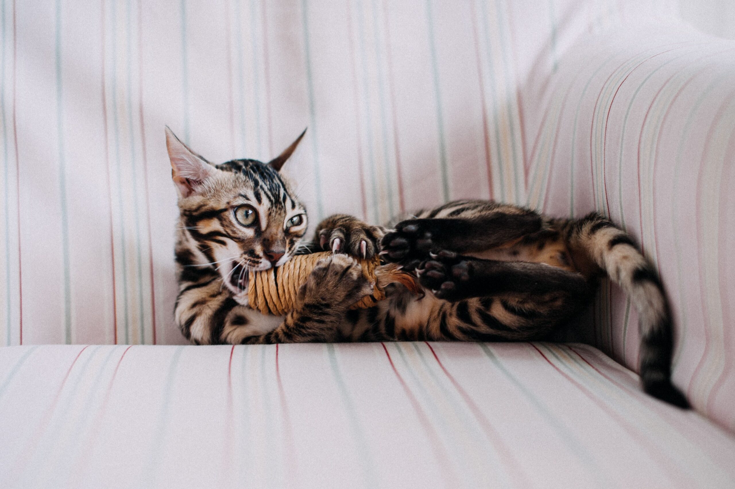 indoor cat chasing a wand toy in a small apartment