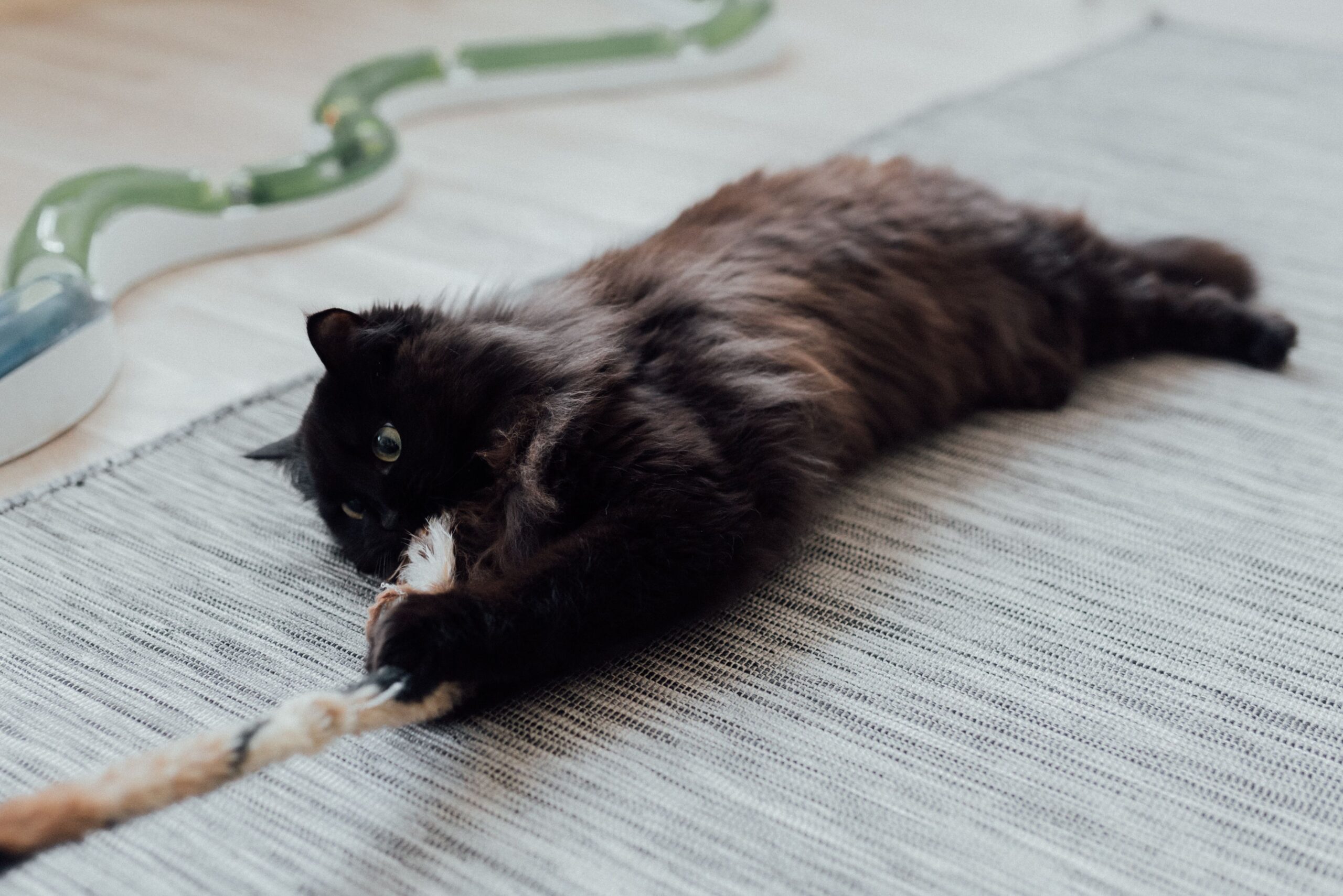 cat playing with a homemade cardboard toy