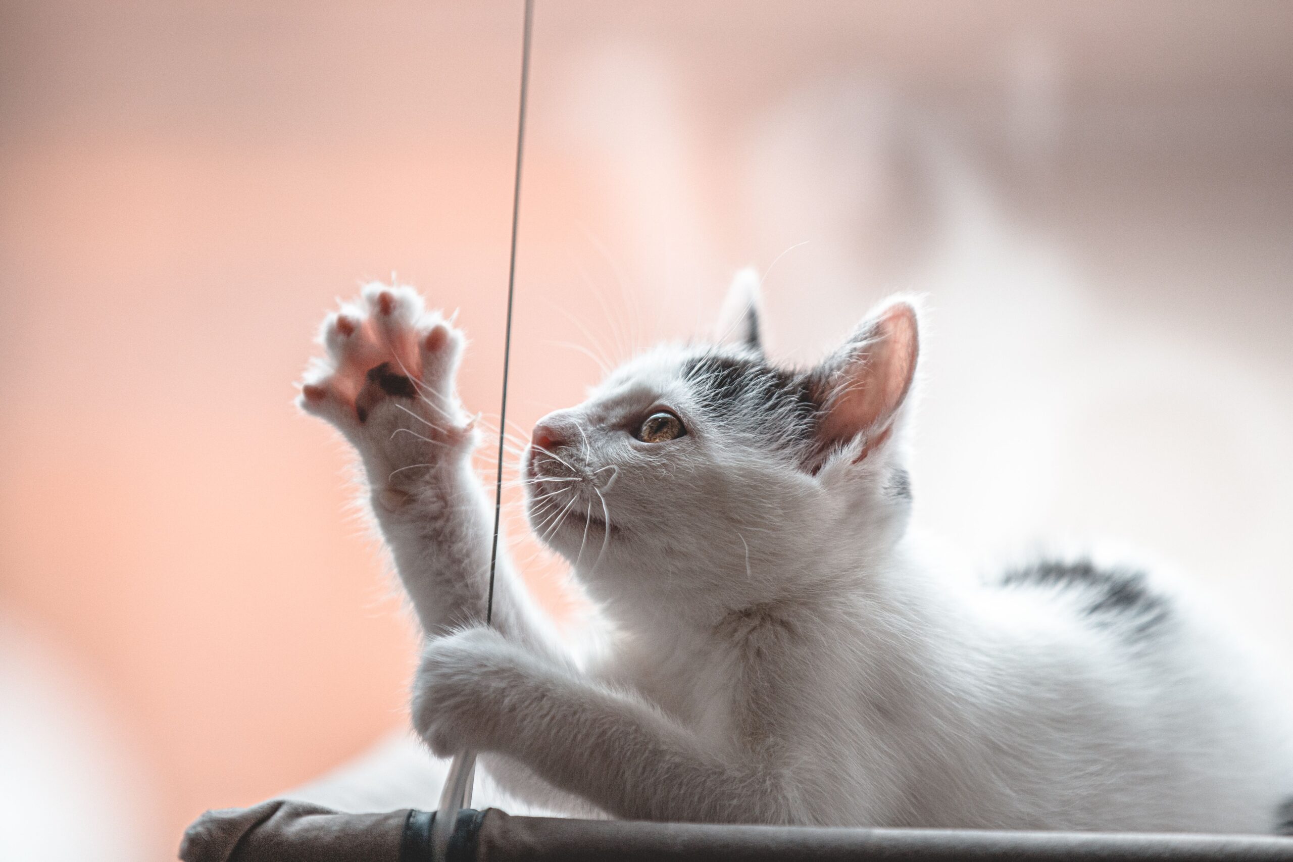 cat resting on a budget-friendly window perch