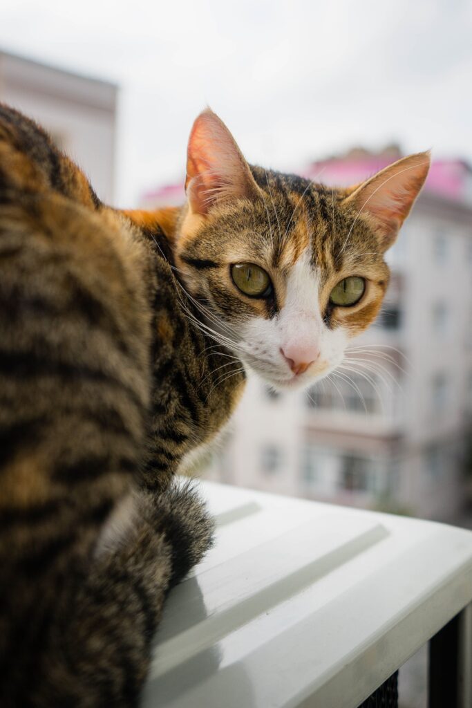 A cat relaxing on a cat-safe balcony with a view