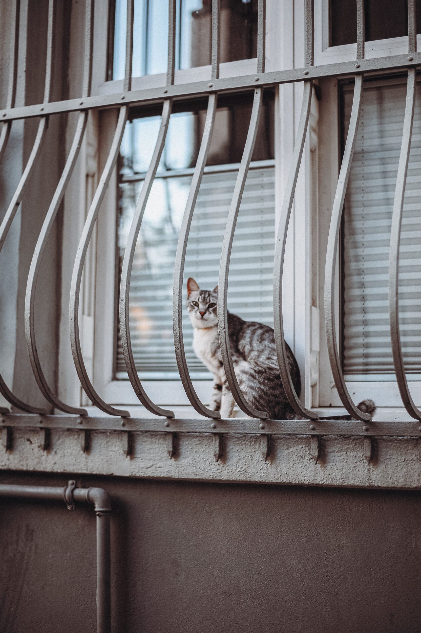 Securing a window screen while pet-proofing an apartment