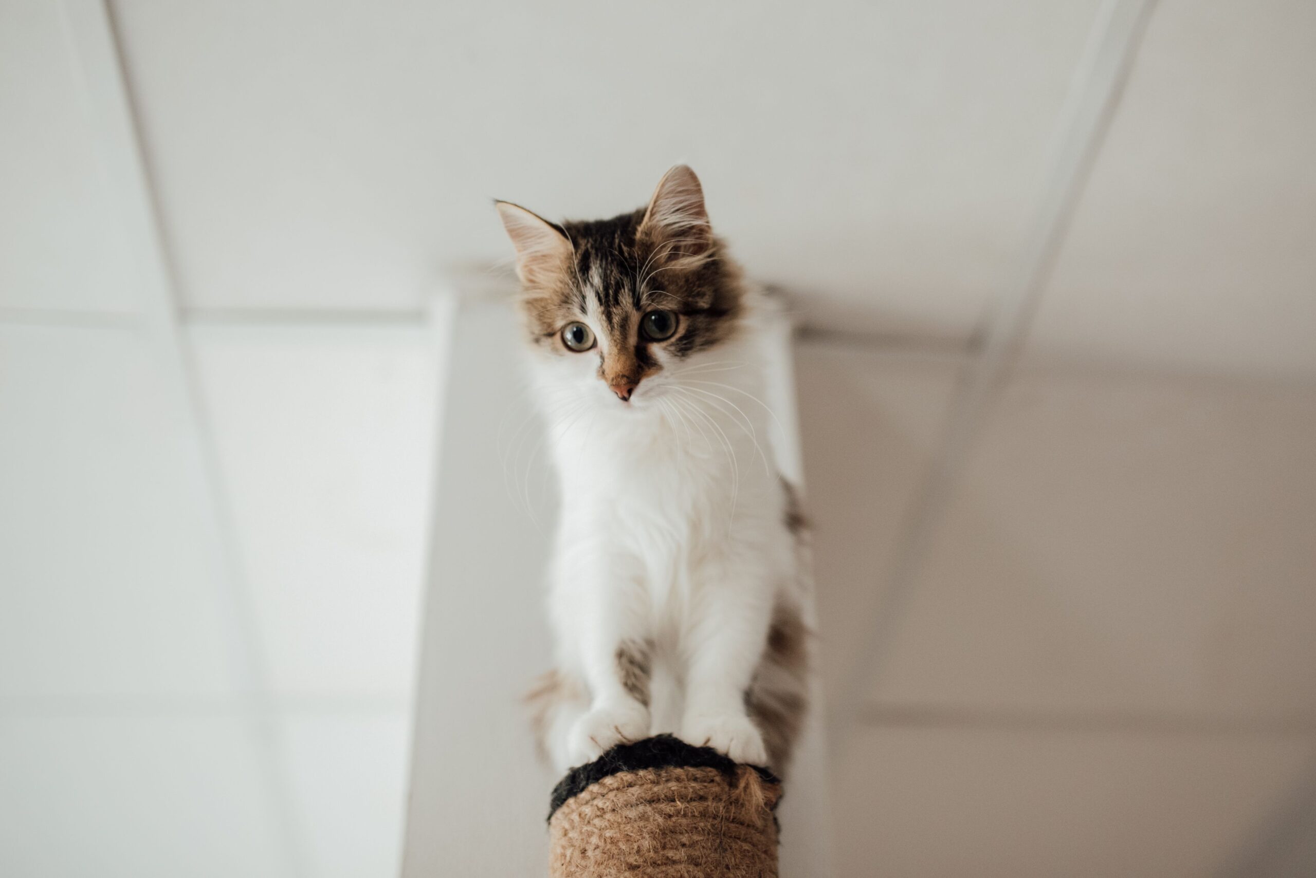 Sisal rope and cardboard materials for a DIY cat scratching post