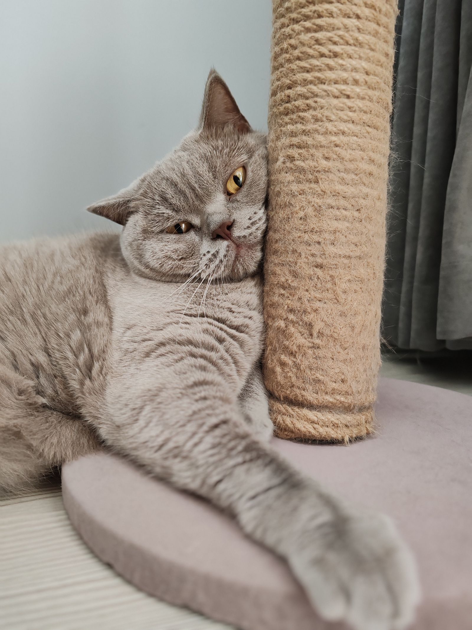 A cat happily scratching a homemade post