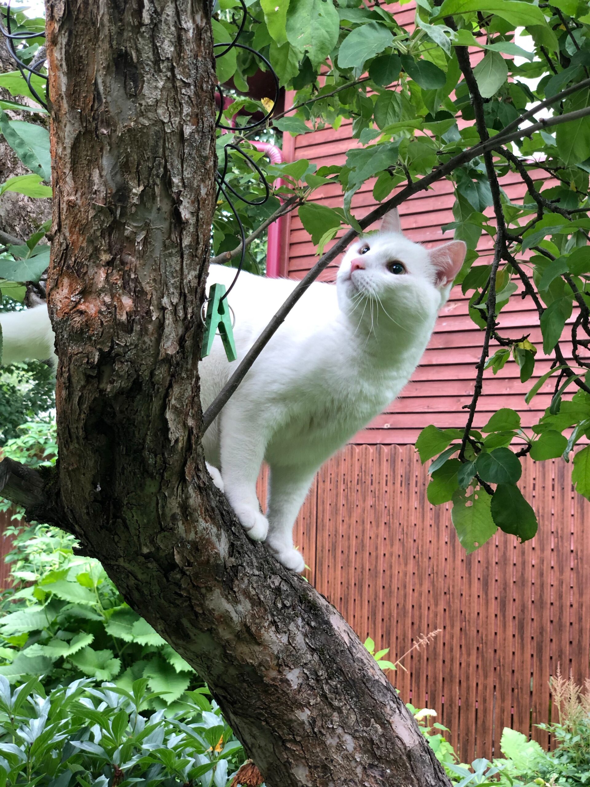 Cat climbing a tall cat tree for vertical space in a small apartment