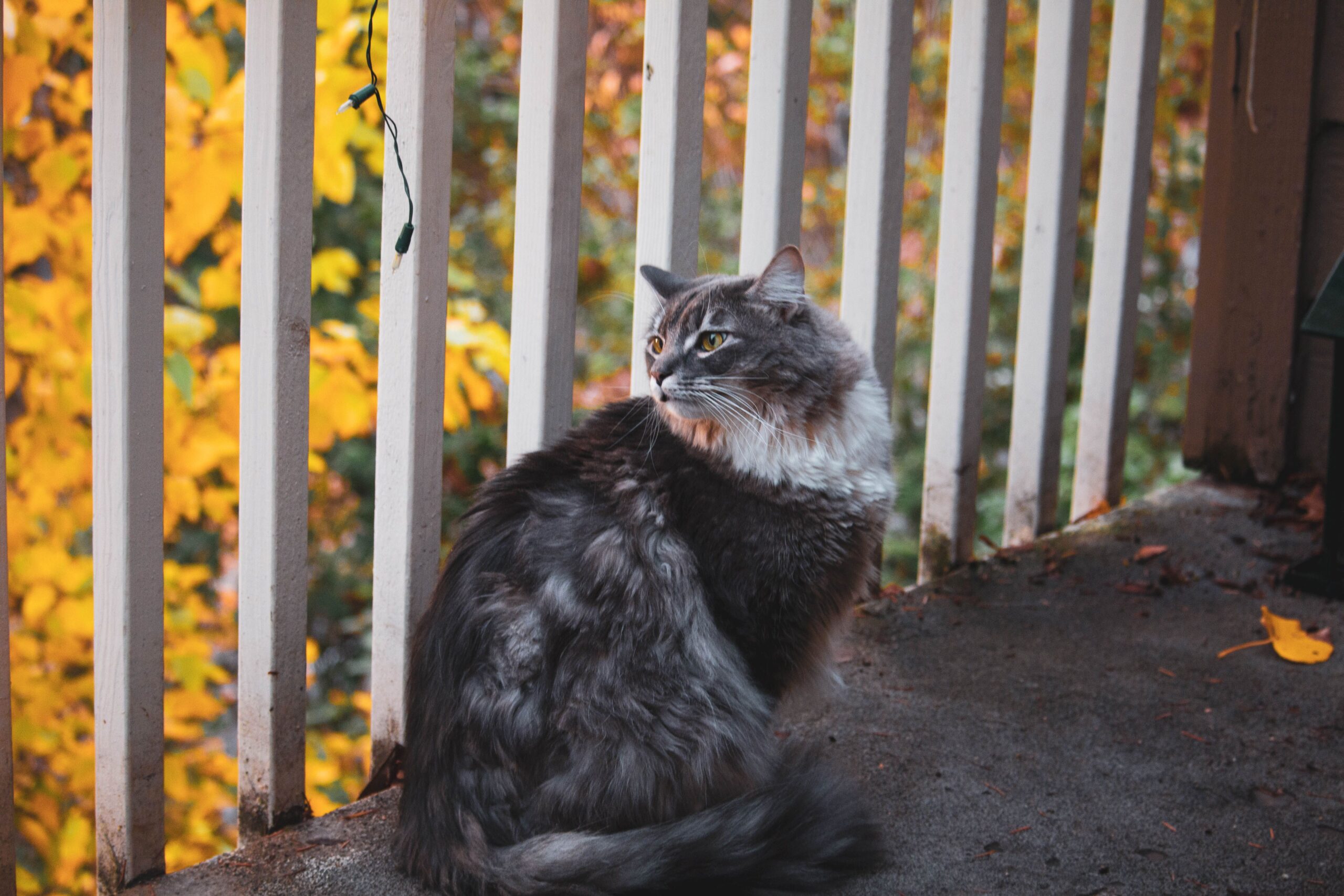 A cat enjoying the view from a cat-safe balcony