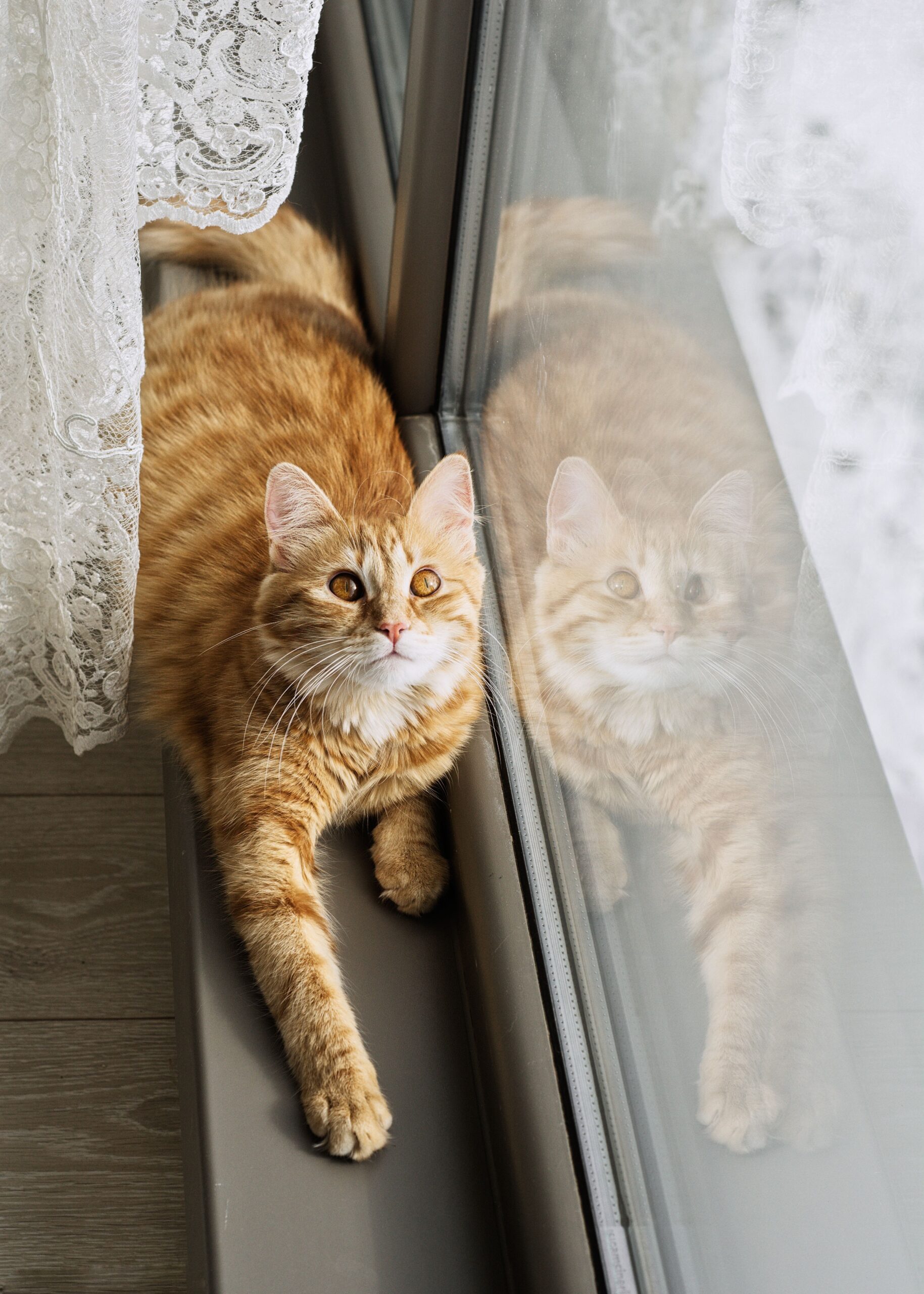 A cat watching birds from a cat window perch