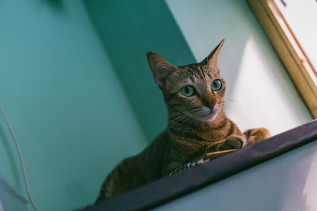 A cat relaxing on a cat window perch in a small apartment