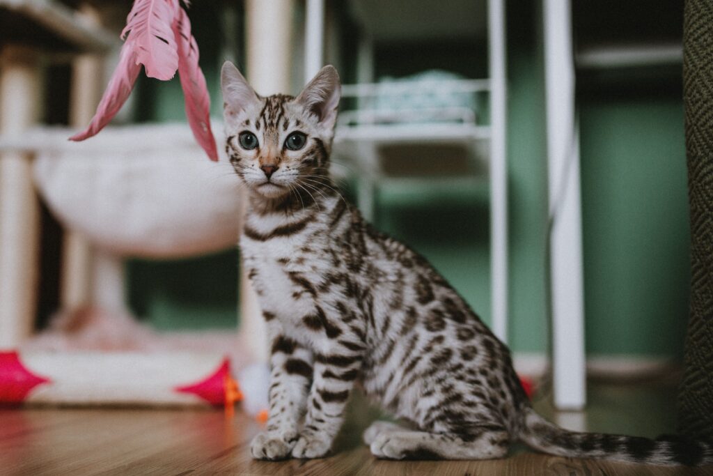 A cat playing with cheap cat toys at home
