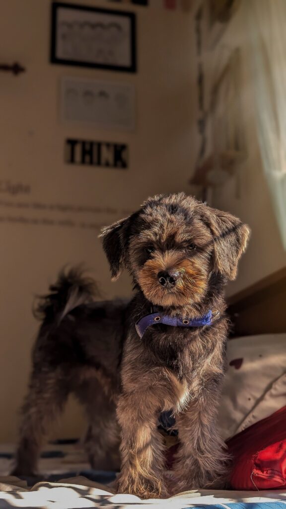 Choosing the right dog in a small apartment, a fluffy puppy resting indoors