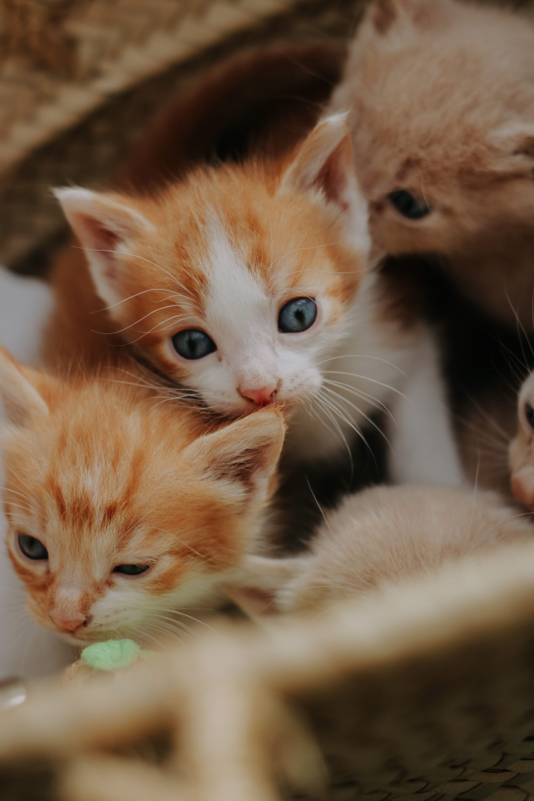 Scooping a litter box in a small bathroom to control odor