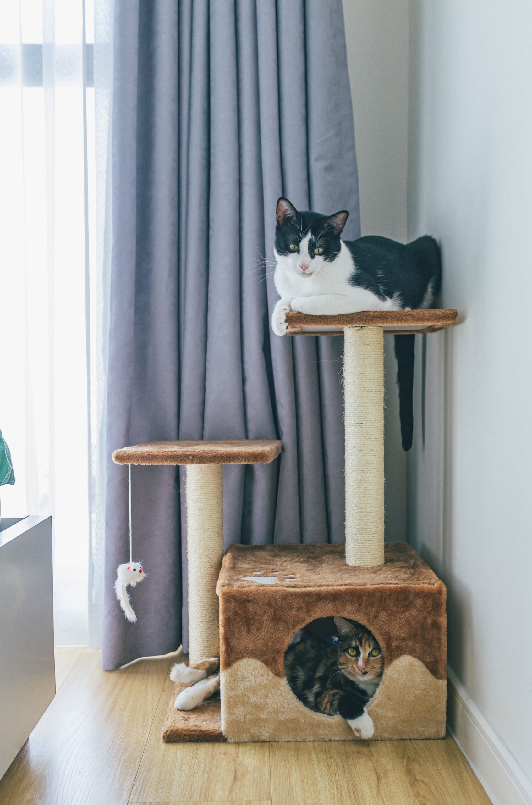 A thrifted shelf used as budget pet furniture for a cat