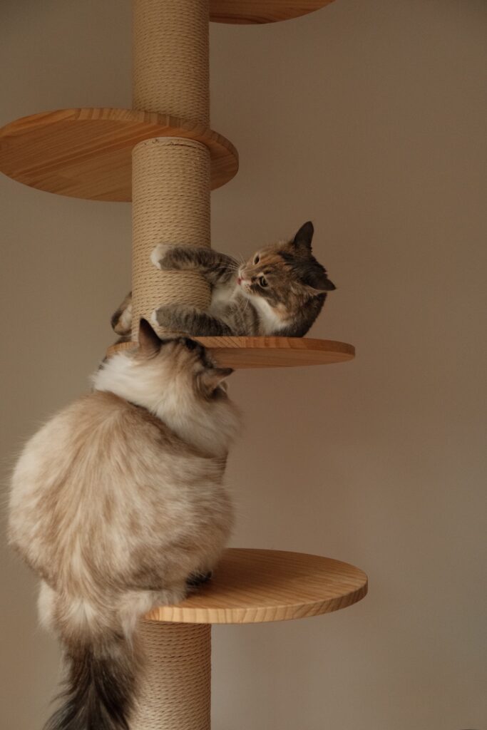 A cat using a DIY cat scratching post in a small apartment