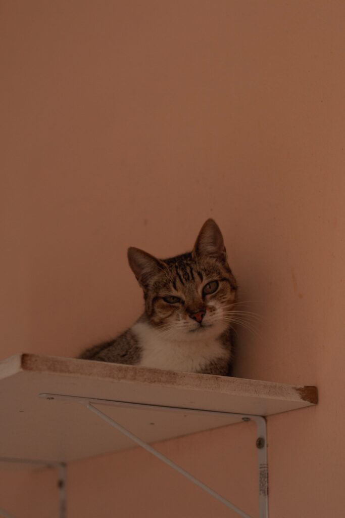 Cat resting on DIY cat shelves mounted on a wall