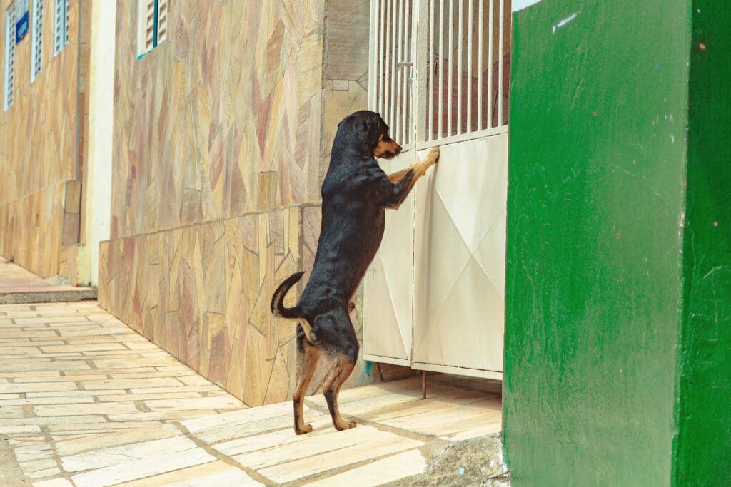DIY pet gate for renters with no drilling required