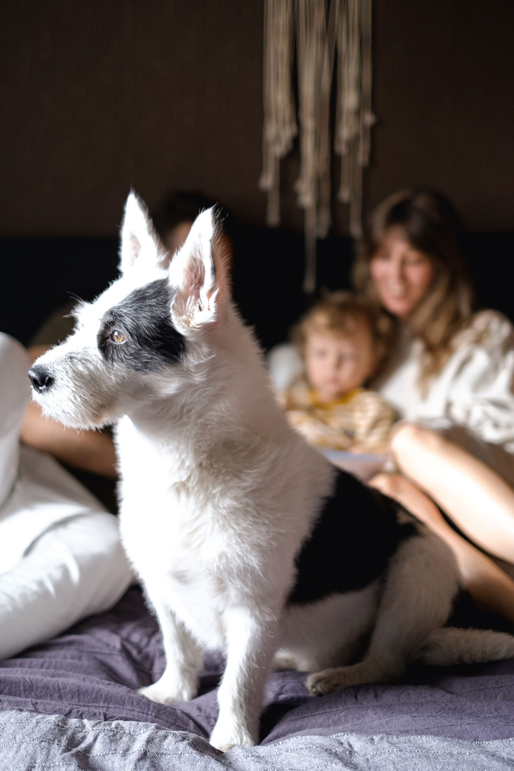 A dedicated dog bed corner in a pet-friendly bedroom