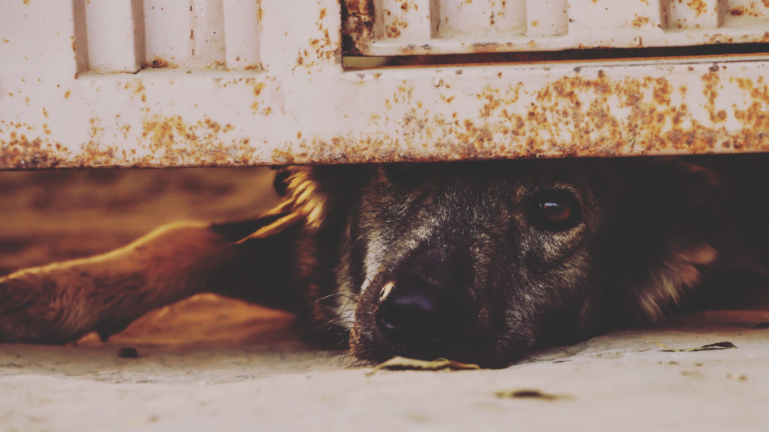A dog waiting behind a no-drill pet gate in a doorway