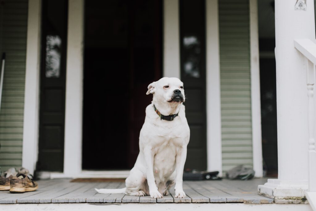 small-space dog owner entryway setup