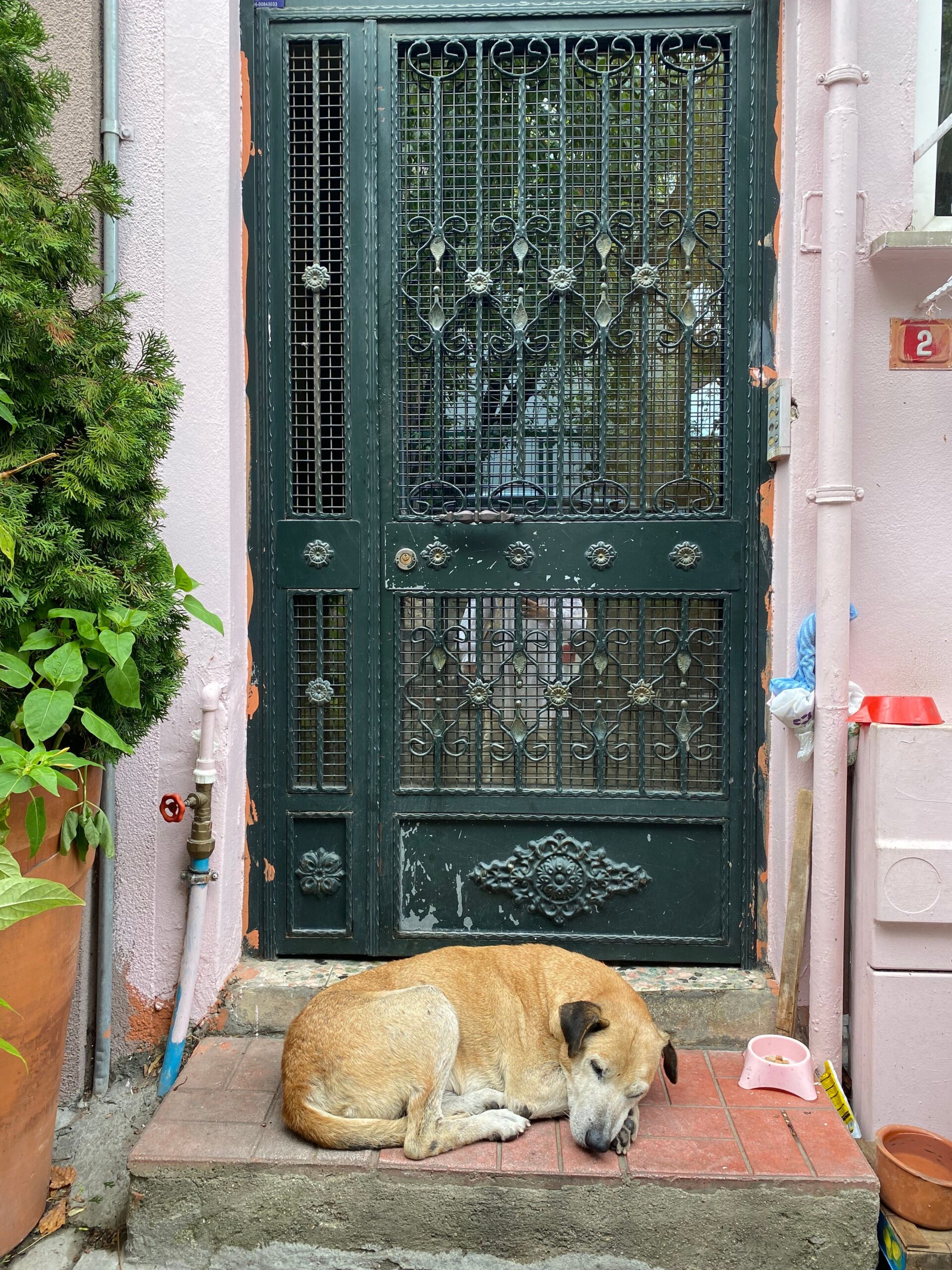entryway bench with dog gear in a small apartment