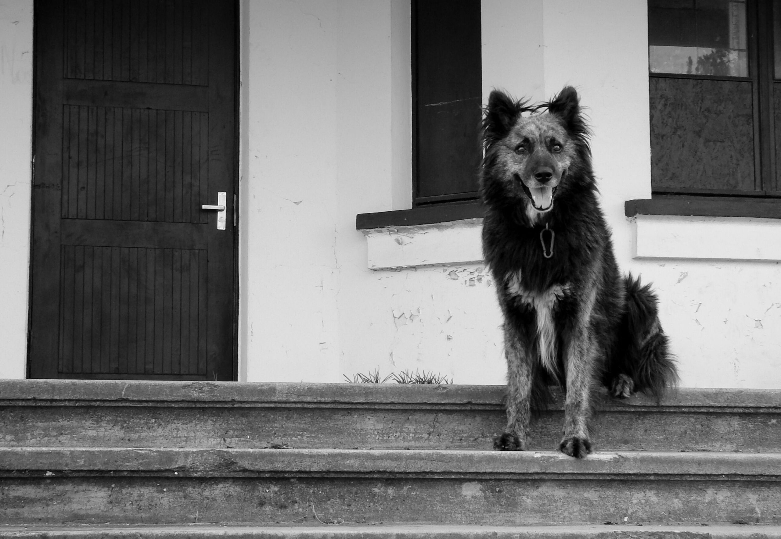 dog waiting calmly at an organized apartment entryway