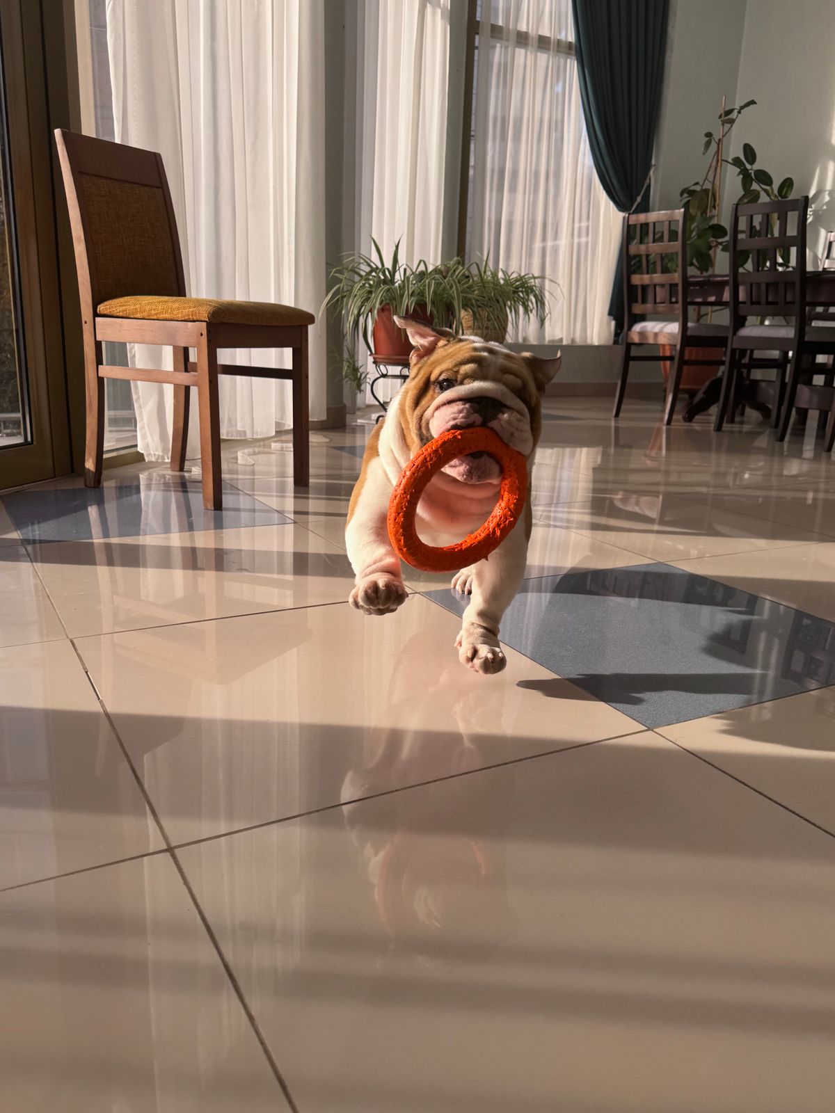A dog moving through a hallway for indoor exercise