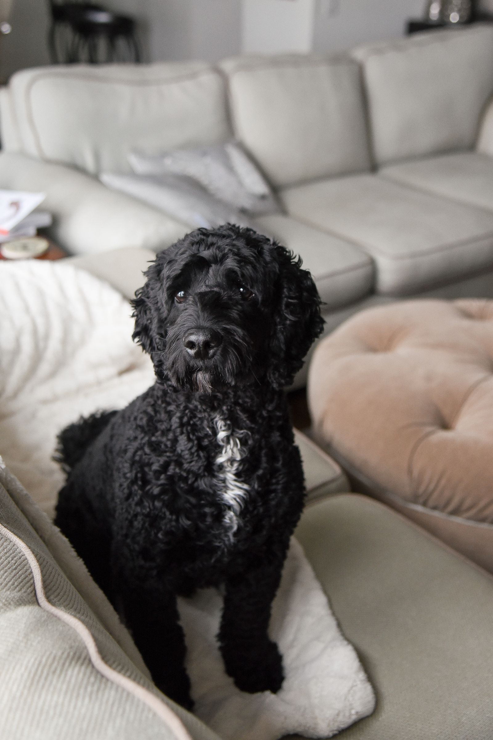 Dog settled in a defined corner beside the sofa