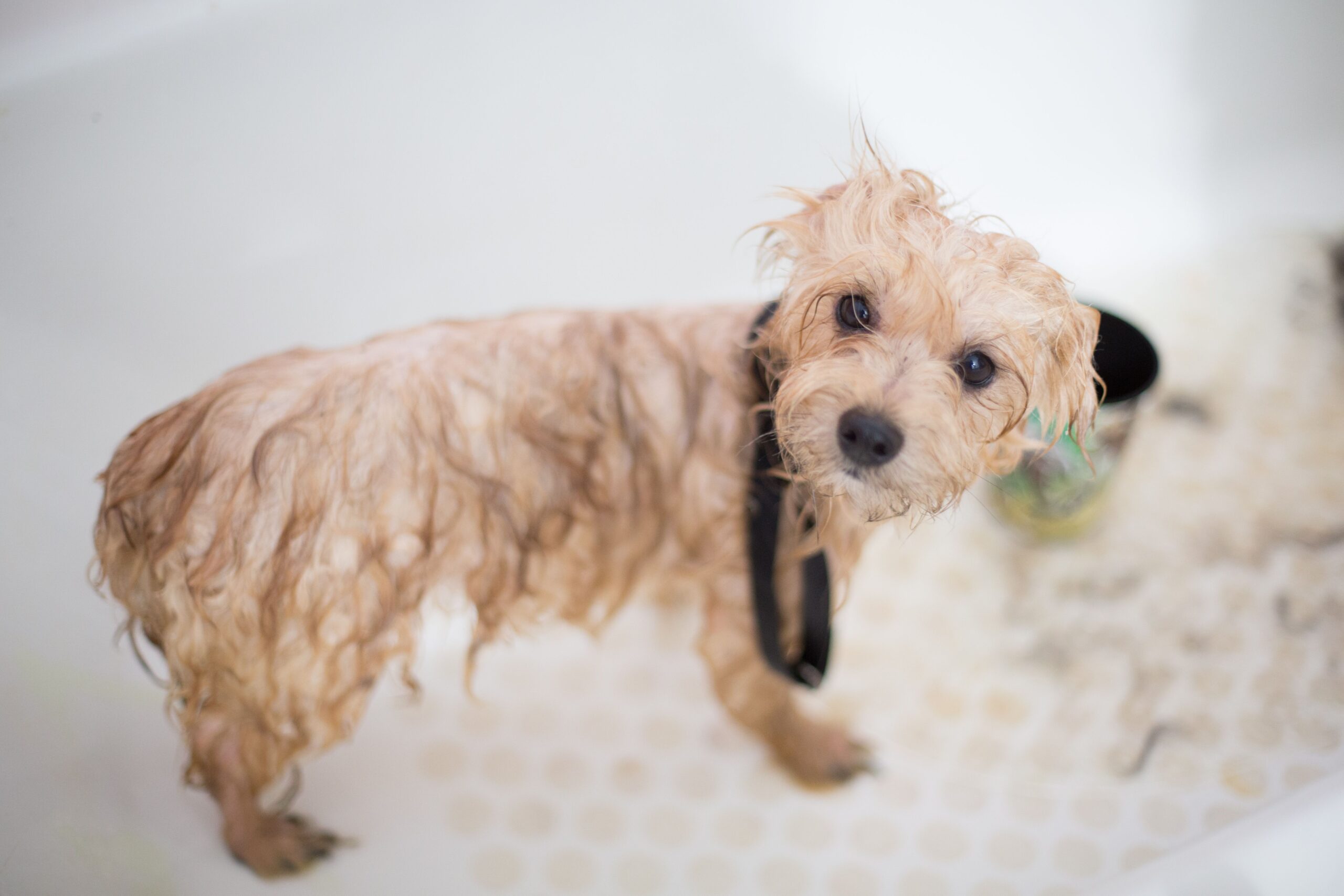 Home nail and coat care with budget dog grooming tools