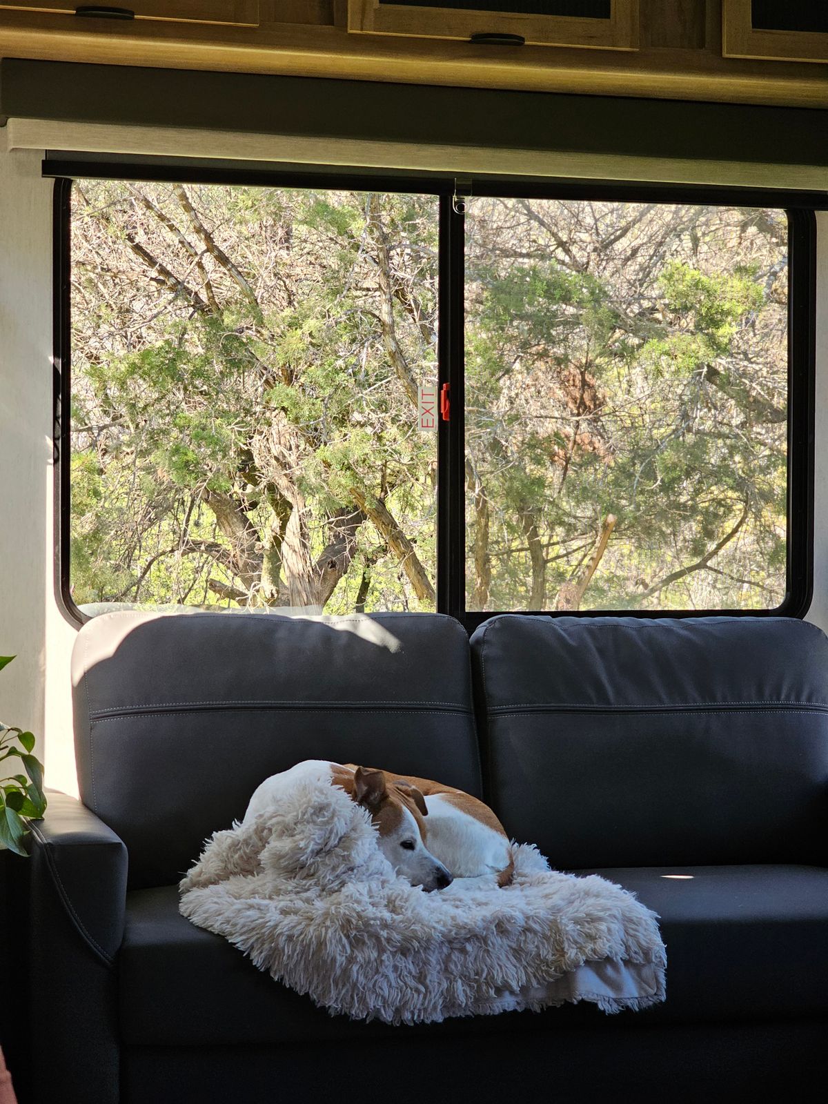 Dog playing in a small living room with a dog-friendly open floor space