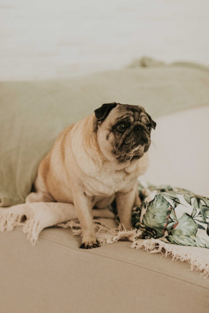 Small dog relaxing on a sofa in a cozy apartment living room