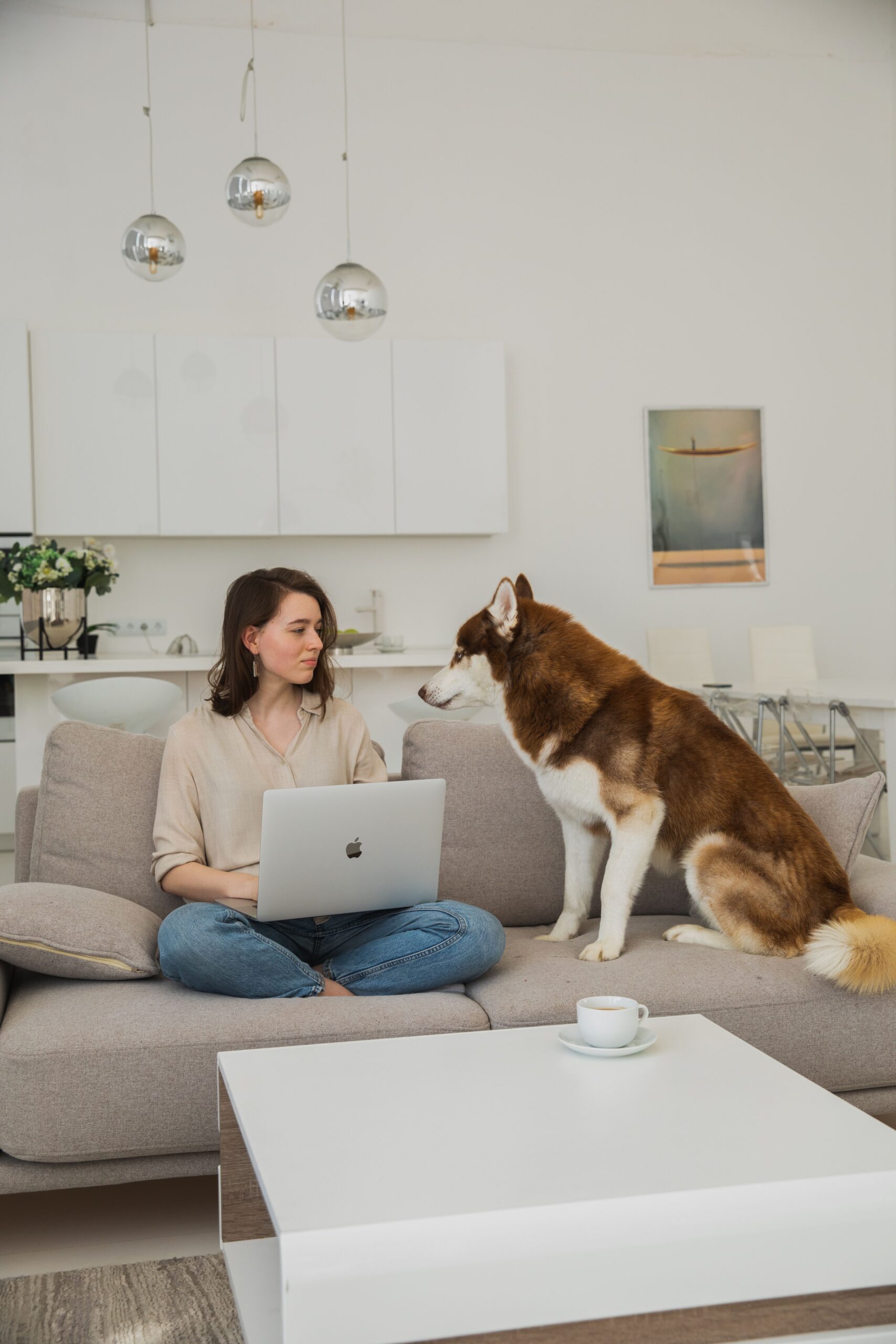 A dog resting in a bed beside a home office desk
