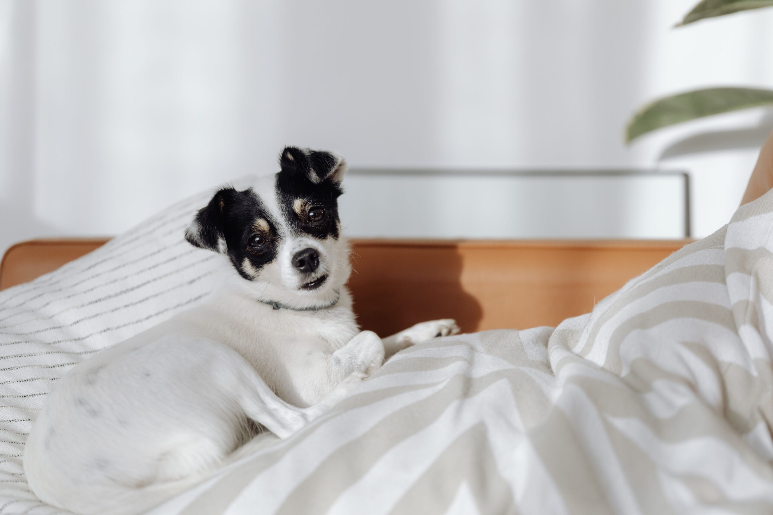 A dog resting in a cozy corner sleeping area