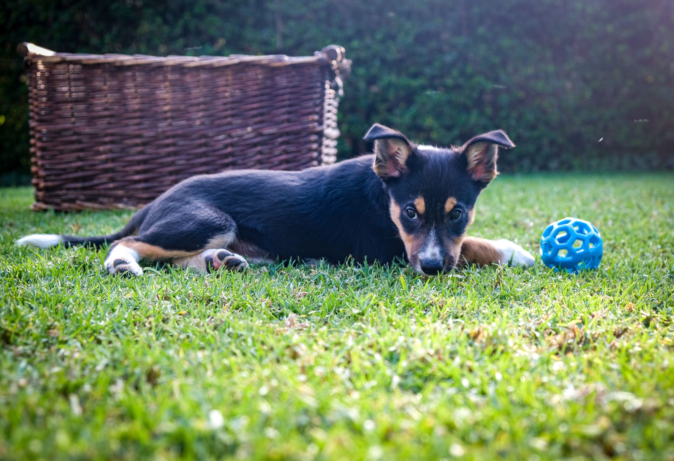 Toys stored in a basket for pet toy rotation