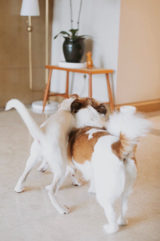 A dog getting exercise indoors in a small apartment without a yard